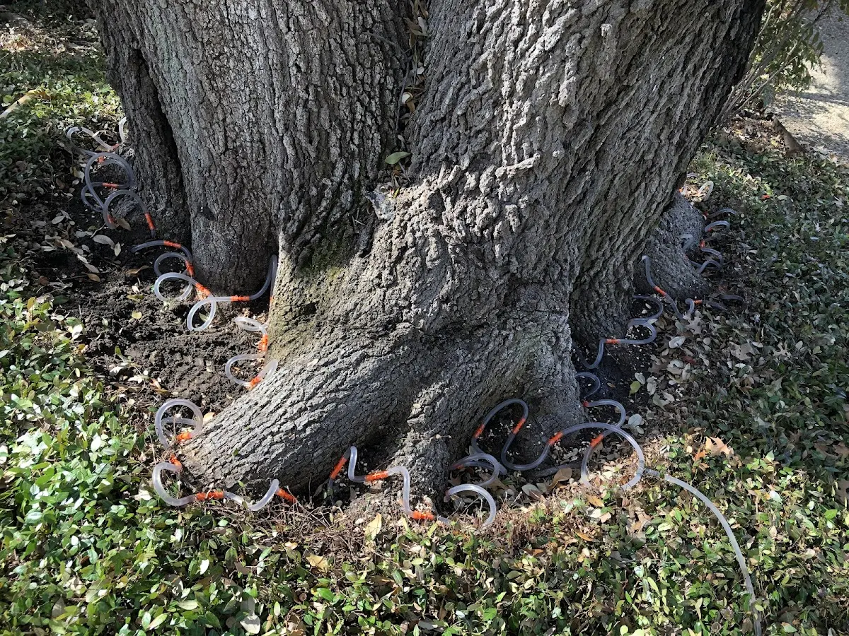 Detailed Tree Cabling and Bracing job site in Grays River